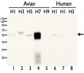 Anti-Avian Influenza A virus H7N7 HA (Hemagglutinin) antibody used in Western Blot (WB). GTX127302
